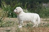 GOLDEN RETRIEVER 610